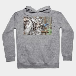 Scrub Jay on Sycamore Tree Hoodie